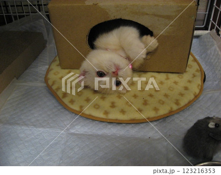寝転ぶ子猫 寝転ぶ子猫 123216353