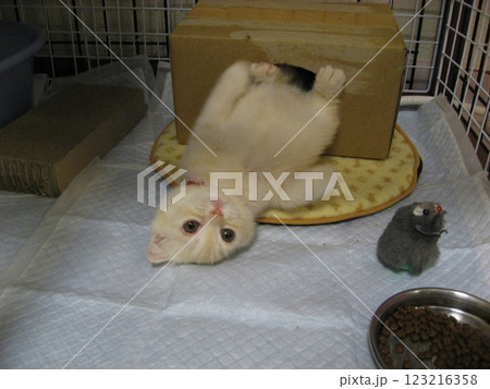はみ出る子猫 123216358