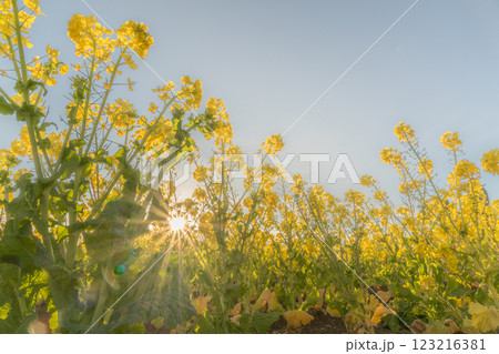 菜の花畑に降り注ぐ春の日差し 123216381