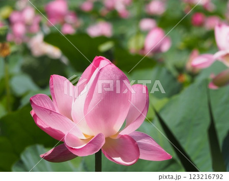 蓮　咲き始めの蓮の花 123216792
