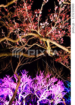 偕楽園の梅まつりのライトアップ　茨城県水戸市の春の観光行事 123216980