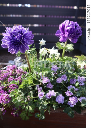 アネモネポルトの寄せ植え 123217013
