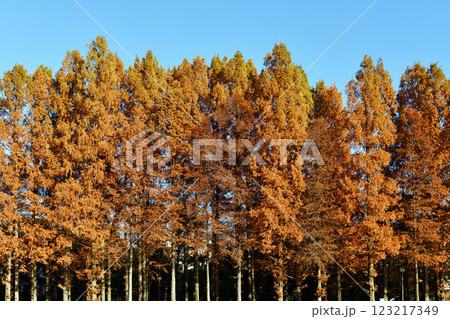 紅葉したメタセコイアの並木 紅葉したメタセコイアの並木 123217349