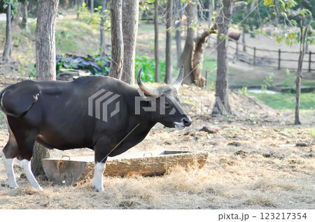 Gaur or cow or wild buffalo Gaur or cow or wild buffalo 123217354