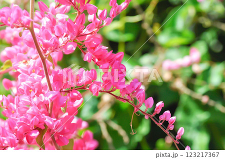 Antigonon leptopus , Coral vine or Mexican creeper or Chain of love or Pink vine or Honolulu Creeper or POLYGONACEAE Antigonon leptopus , Coral vine or Mexican creeper or Chain of love or Pink vine or Honolulu Creeper or POLYGONACEAE 123217367