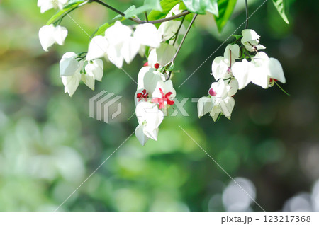 Bleeding heart vine or Clerodendrum thomsoniae Balf or Bag flower or LAMIACEAE 123217368
