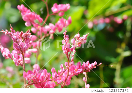 Antigonon leptopus , Coral vine or Mexican creeper or Chain of love or Pink vine or Honolulu Creeper or  POLYGONACEAE 123217372