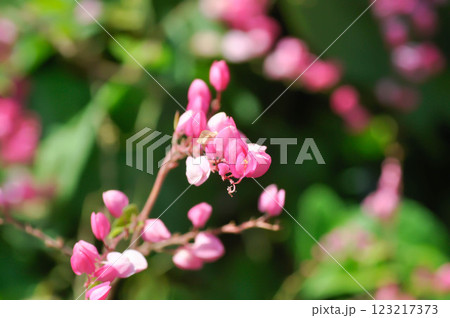 Antigonon leptopus , Coral vine or Mexican creeper or Chain of love or Pink vine or Honolulu Creeper or  POLYGONACEAE 123217373