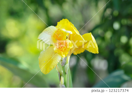 Indian shot, India short plant or India shoot or Butsarana or Cannas or Canna lily or Canna indica L or CANNACEAE plant 123217374