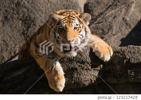 冬の朝の日を浴びるトラの子 123217428