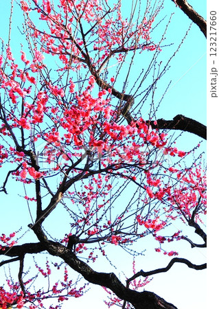 青空に映える紅梅 123217660