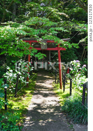 本土寺 お稲荷様(千葉県松戸市) 本土寺 お稲荷様(千葉県松戸市) 123217830