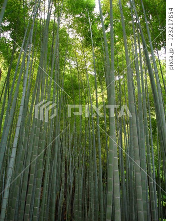 空に向かって伸びる孟宗竹の竹林 空に向かって伸びる孟宗竹の竹林 123217854