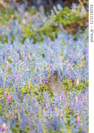 お花畑でポーズするエゾリス お花畑でポーズするエゾリス 123218058