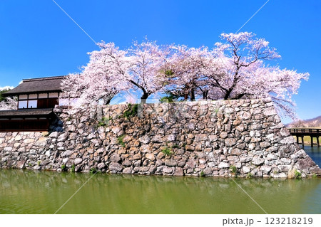 海津城址公園の桜 123218219