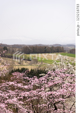 北海道上富良野町深山峠の桜 北海道上富良野町深山峠の桜 123218783