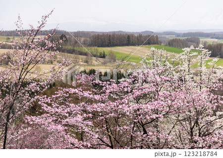 北海道上富良野町深山峠の桜 123218784