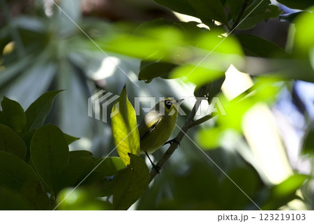 母島のメグロ 123219103