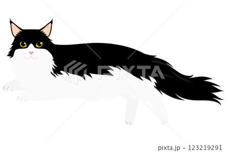 長毛種の猫、白黒バイカラーのメインクーンが寝そべってカメラ目線を向けるイラスト 123219291