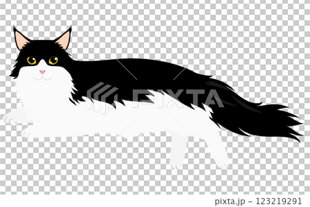 長毛種の猫、白黒バイカラーのメインクーンが寝そべってカメラ目線を向けるイラスト 123219291