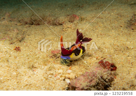 A Nembrotha chamberlaini on the seafloor. It is a very colorful sea slug or nudibranch 123219558