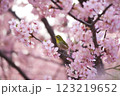 桜とメジロ 123219652