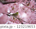 桜とメジロ 123219653