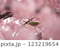 桜とメジロ 123219654