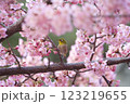桜とメジロ 123219655