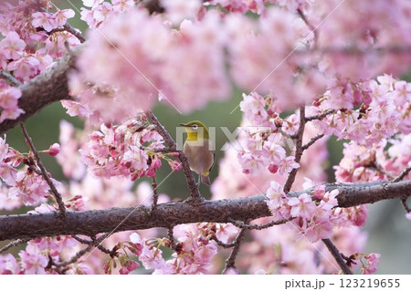 桜とメジロ 123219655