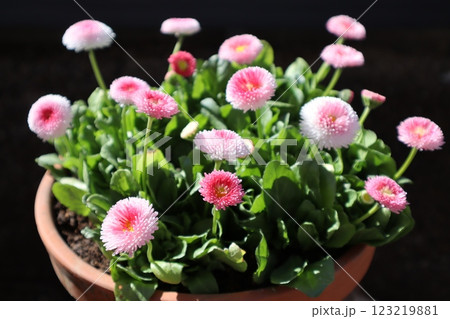 ピンク色の可愛いデージーの花 123219881