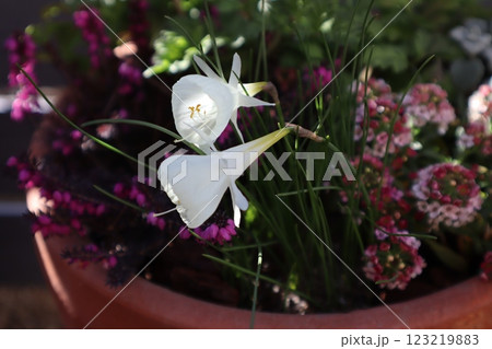 原種スイセンの白い花 原種スイセンの白い花 123219883