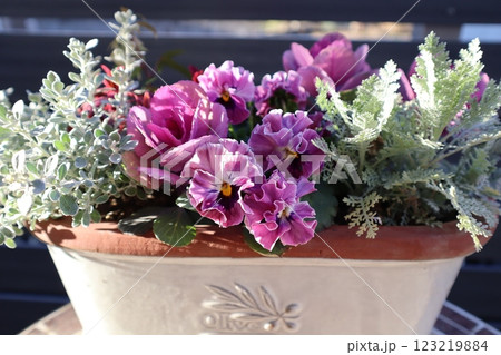 フリルパンジーの寄せ植え フリルパンジーの寄せ植え 123219884