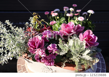 フリルパンジーの寄せ植え&寄せ鉢 フリルパンジーの寄せ植え&寄せ鉢 123219886