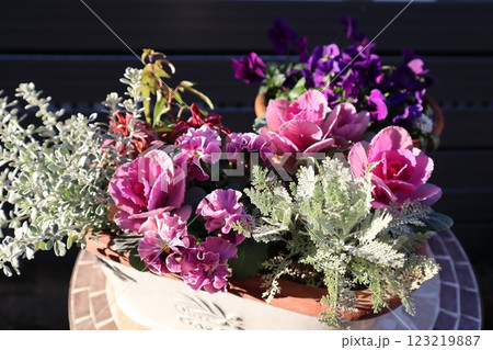 フリルパンジーの寄せ植え&寄せ鉢 フリルパンジーの寄せ植え&寄せ鉢 123219887