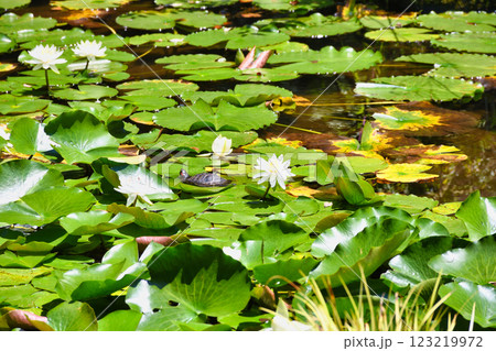 本土寺　弁天池と睡蓮（千葉県松戸市） 123219972