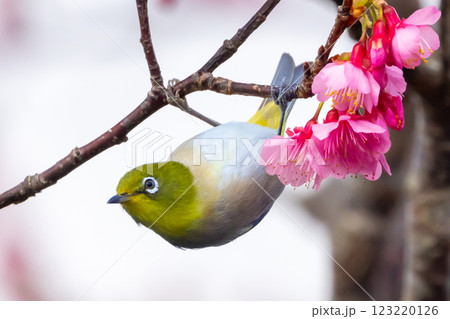 沖縄県名護市名護城公園さくらの園　南西諸島に生息するリュウキュウメジロと日本一早咲きの琉球寒緋桜 123220126