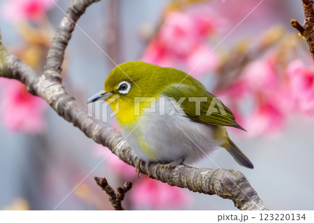 沖縄県名護市名護城公園さくらの園 南西諸島に生息するリュウキュウメジロと日本一早咲きの琉球寒緋桜 沖縄県名護市名護城公園さくらの園 南西諸島に生息するリュウキュウメジロと日本一早咲きの琉球寒緋桜 123220134