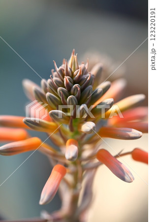 ジコウニシキ・多肉植物の花の蕾 ジコウニシキ・多肉植物の花の蕾 123220191