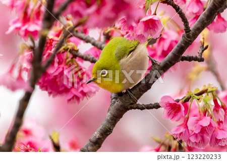 沖縄県名護市名護城公園さくらの園　南西諸島に生息するリュウキュウメジロと日本一早咲きの琉球寒緋桜 123220233