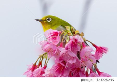 沖縄県名護市名護城公園さくらの園　南西諸島に生息するリュウキュウメジロと日本一早咲きの琉球寒緋桜 123220245