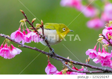 沖縄県名護市名護城公園さくらの園 南西諸島に生息するリュウキュウメジロと日本一早咲きの琉球寒緋桜 沖縄県名護市名護城公園さくらの園 南西諸島に生息するリュウキュウメジロと日本一早咲きの琉球寒緋桜 123220247