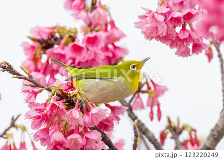 沖縄県名護市名護城公園さくらの園　南西諸島に生息するリュウキュウメジロと日本一早咲きの琉球寒緋桜 123220249