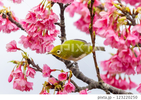 沖縄県名護市名護城公園さくらの園　南西諸島に生息するリュウキュウメジロと日本一早咲きの琉球寒緋桜 123220250