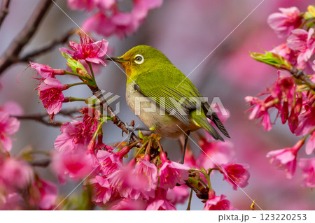 沖縄県名護市名護城公園さくらの園　南西諸島に生息するリュウキュウメジロと日本一早咲きの琉球寒緋桜 123220253