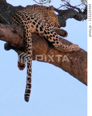 木の上のヒョウ 123220384