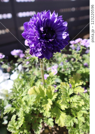 紫色の花アネモネポルト 123220596