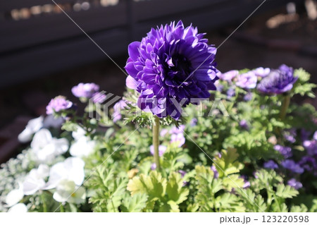 紫色の花アネモネポルト 123220598