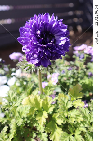 紫色の花アネモネポルト 123220604