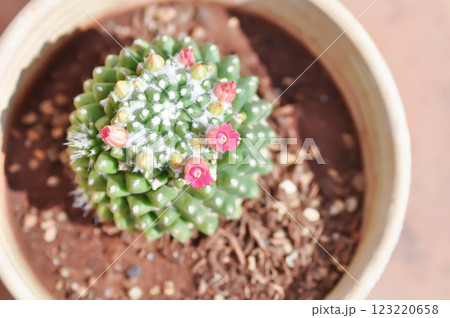 Mammillaria or Mammillaria erusamu f or rebutia minuscula, cactus or succulent with flower or cactus flower 123220658